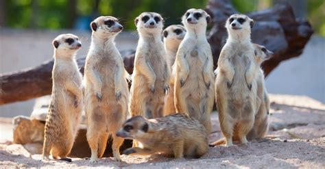 Image result for CNN Feature Extraction From Signal Python Code