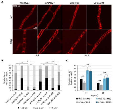 Lifespan Increase of Podospora anserina by Oleic Acid Is Linked to ...