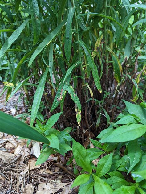 Image result for Tree Crown Rot