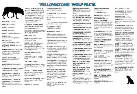 Good Male Wolf Names