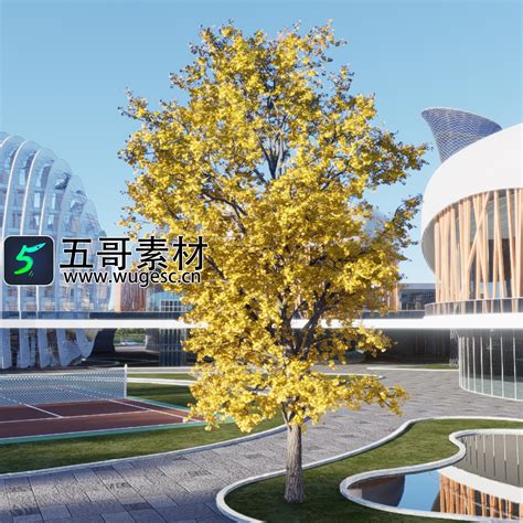 海南BIM-BIM吧xycost.com【PRO专属】D5渲染器精选景观设计常用植物300棵