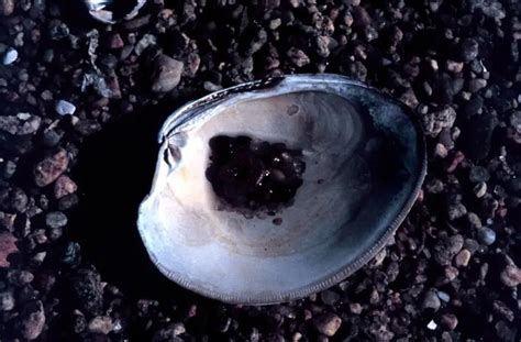 Image result for Clam with a Very Sharp Shell
