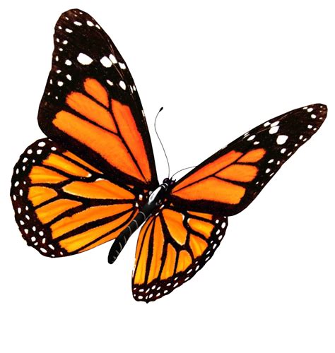 Download Flying Butterflies Transparent Image HQ PNG Image | FreePNGImg
