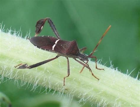 Image result for Bug Exploding