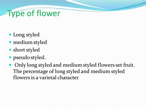 Floral Biology of Brinjal PPTX