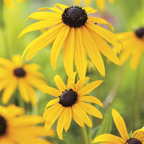 Rudbeckia " Goldsturm " Exotic 30 Flower Seeds – M-Tech Gardens