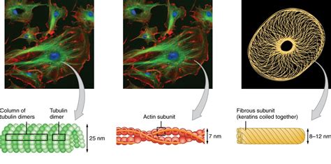 Centriole and cytoskeleton — lesson. Science CBSE, Class 9.