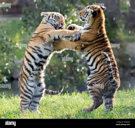 Siberian Tiger Cubs Playing
