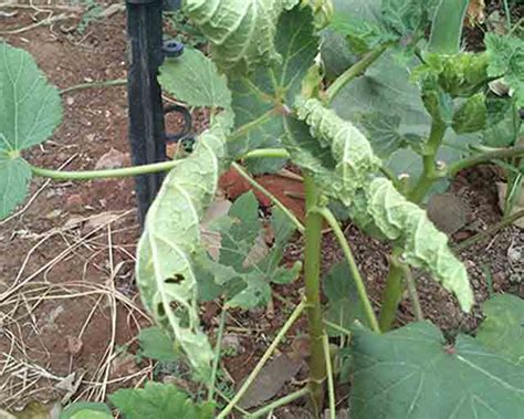 अॅग्रोस्टार क्रुझर (थायमेथोक्साम २५% डब्ल्यूजी) २५० ग्रॅम - अ‍ॅग्रोस्टार