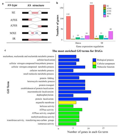 The Function of DNA Demethylase Gene ROS1a Null Mutant on Seed ...