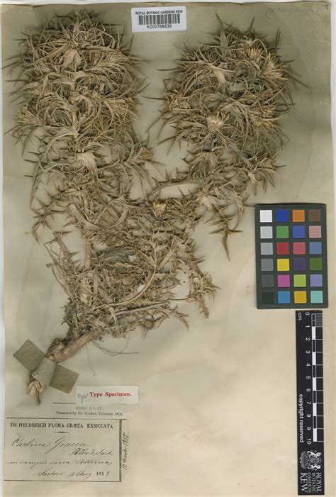 Carlina graeca Heldr. & Sartori | Plants of the World Online | Kew Science