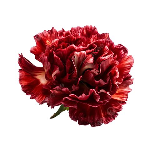Clavel Flores Reales PNG , Rojo, Brillante, Belleza PNG Imagen para ...