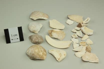 Image result for WinShell Clam