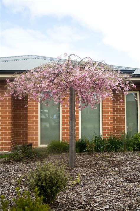 Weeping Flowering Cherry Tree Weeping Cherry – Pioneer Nursery