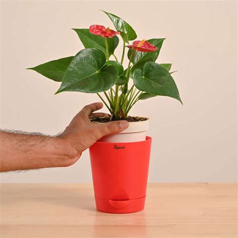 Buy Anthurium Red Plant Online: Care Tips and Benefits – Ugaoo