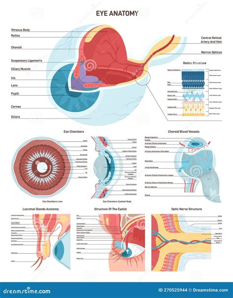 Internal Anatomy Of Eye
