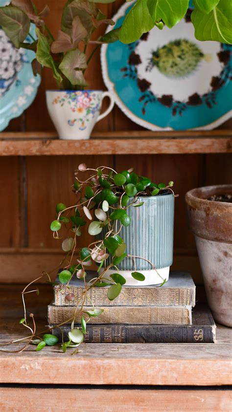 Baby Peperomia Pepperspot | String of Coins, Money Plant | Radiator Pl – Happy Houseplants