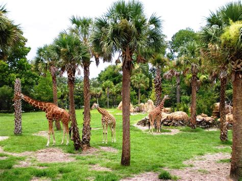 Jacksonville Zoo And Gardens Map at Melissa Bishop blog