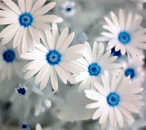 Download White Blue Beautiful Flower Wallpaper | Wallpapers.com