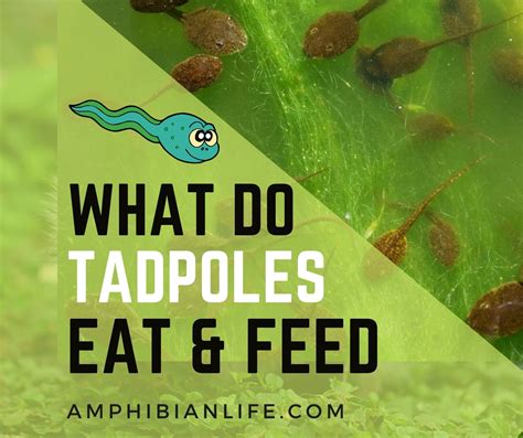 Tadpoles food Archives - Amphibian Life