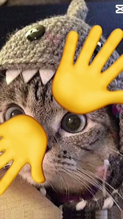 Image result for Kitty Explodes