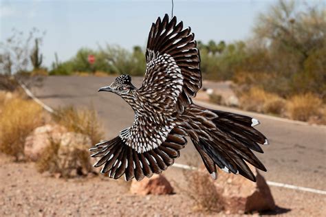 Road Runner Run 的图像结果