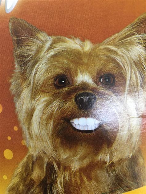 Dog with human teeth : r/cursedimages_