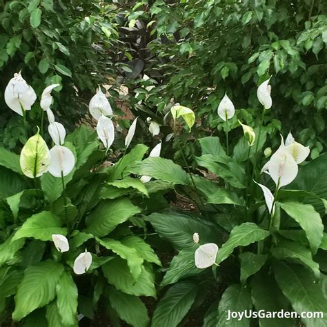 Peace Lily Plant Care