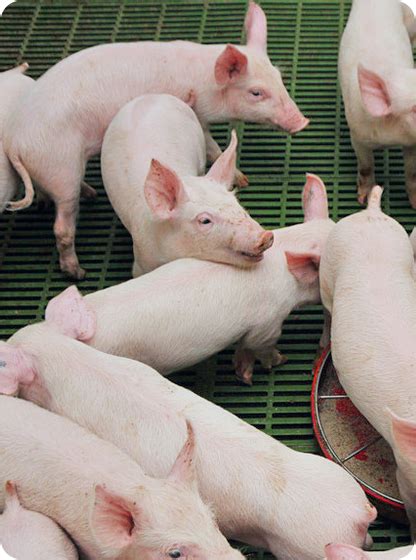 "新猪奶",从采食出发,让仔猪断奶不再是难题! -- 中国养猪网,专业养猪门户