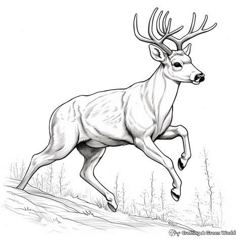Big Buck Coloring Pages - Free & Printable!