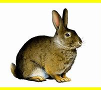 Image result for Baby Woodland Rabbit Clip Art