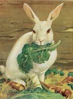 Image result for Vintage Rabbit Illustration Print