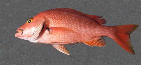 Image result for High Fin Snapper