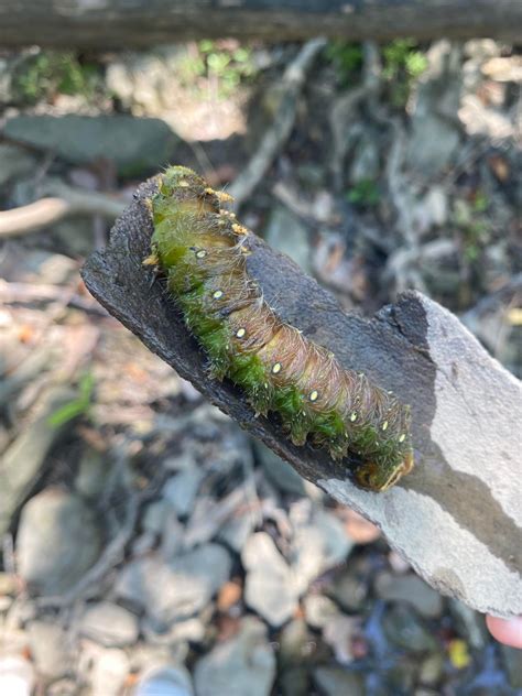 Imperial moth caterpillar in Ohio : r/moths