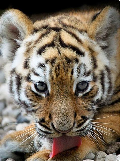 Java Animals 的图像结果