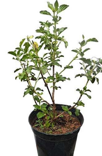 Tulsi Live Plant : Amazon.in: Garden & Outdoors