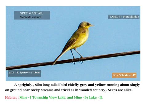 Mines Become Meadows: Symphony of Birds | Coal Controller's Organization