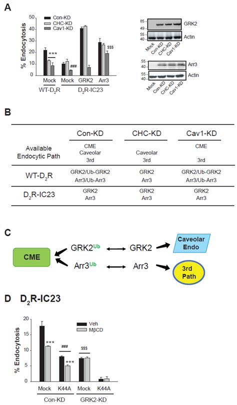 Mdm2-Mediated Ubiquitination Plays a Pivotal Role in Differentiating ...