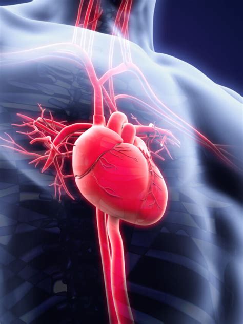 Read the Facts on Normal Resting Heart Rate - Heart Health Guides ...