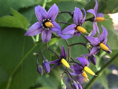 Bittersweet nightshade | Nightshade flower, Purple flowers garden ...