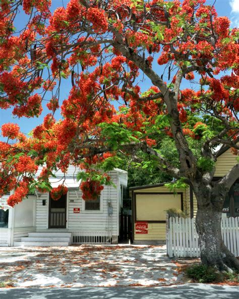 @floridamemory | Ginger Stanley being interviewed underwater by an unidentified man at Silver ...