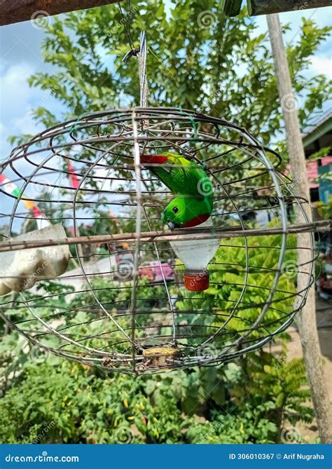 Hanging Parrots are Birds in the Genus Loriculus, a Group of Small Parrots from Tropical ...