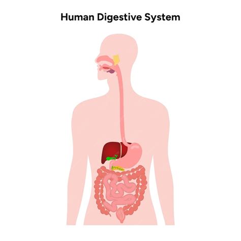 Digestive System 的图像结果