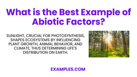 Image result for Abiotic Components Examples
