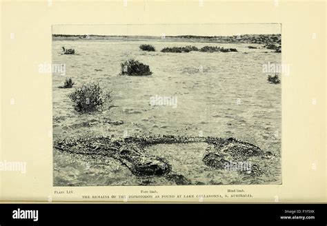 Extinct 的图像结果