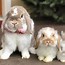 Image result for Holland Lop Bunnies Fat