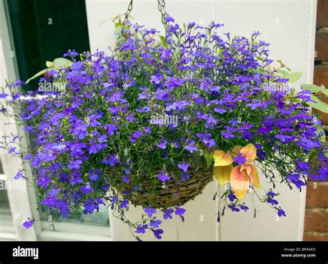 Hanging basket blue lobelia flowering plant Stock Photo - Alamy