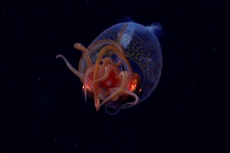 Scientists capture first confirmed footage of a colossal squid ...