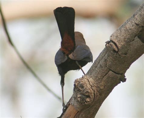 Birds of IIT Kanpur: Specific Species