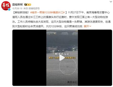 南京一头野猪横渡长江：游泳速度极快 大约用时12分钟_新闻快讯_海峡网